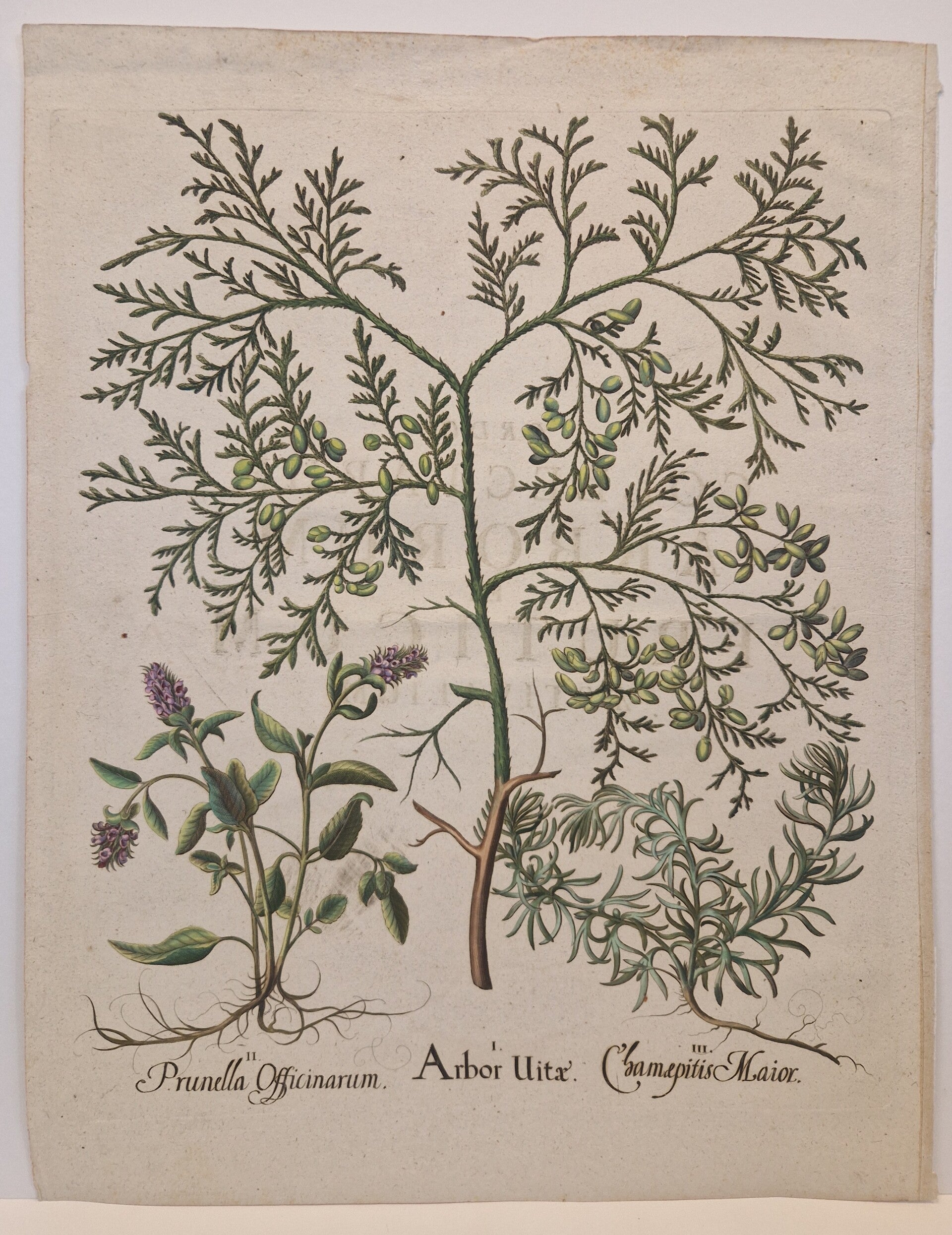De levensboom, de gewone Brunel en de Veldklaver. Plaat 135 van Bessler's Hortus Eystettensis. 1613
