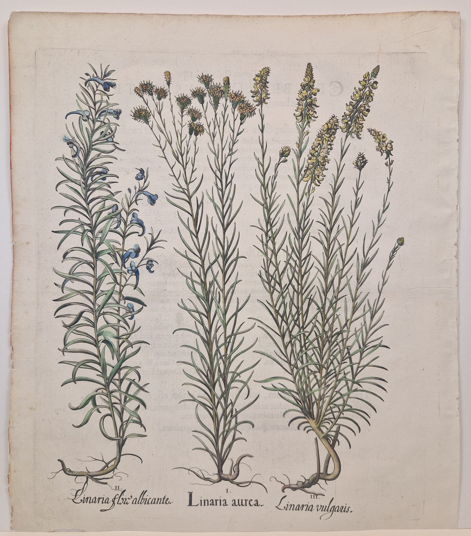 De Goudhaar-aster, gestreept Paddenvlies en Vlasleeuwenbek. Plaat 162 uit Bessler's Hortus Eystettensis. 1613