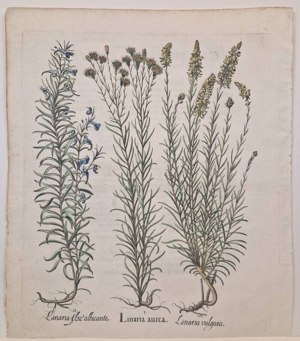 De Goudhaar-aster, gestreept Paddenvlies en Vlasleeuwenbek. Plaat 162 uit Bessler's Hortus Eystettensis. 1613