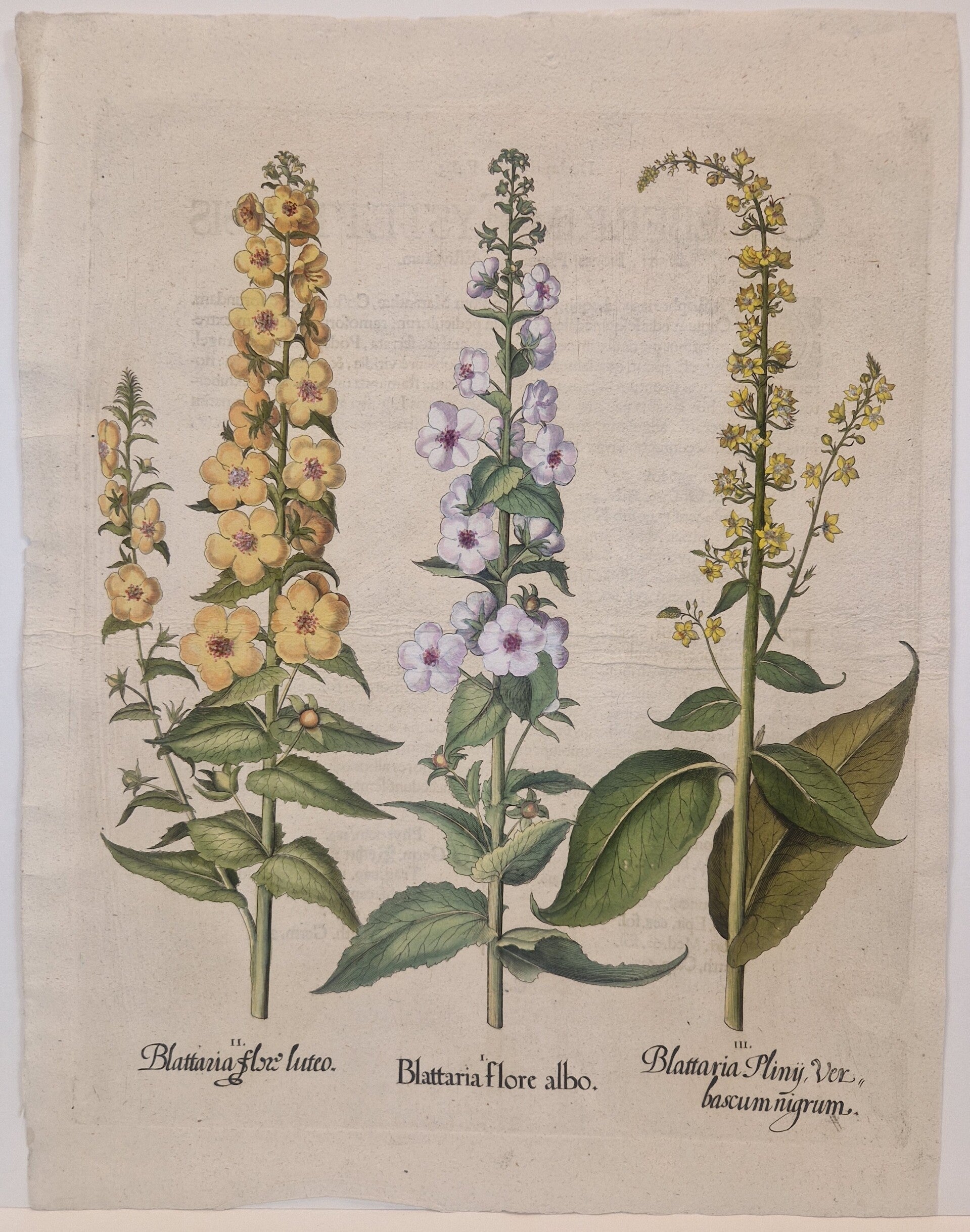 Mottenkruid en Zwarte Toorts. Plaat 265 van Bessler's Hortus eystettensis. 1613