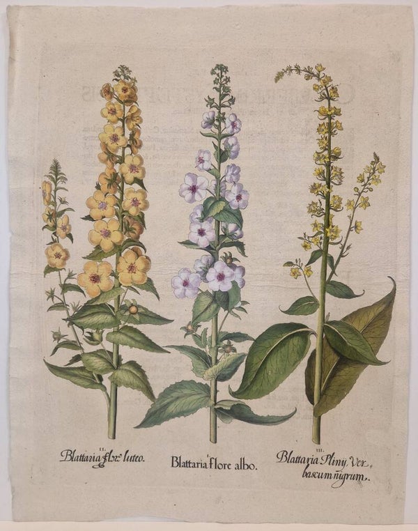 Mottenkruid en Zwarte Toorts. Plaat 265 van Bessler's Hortus eystettensis. 1613
