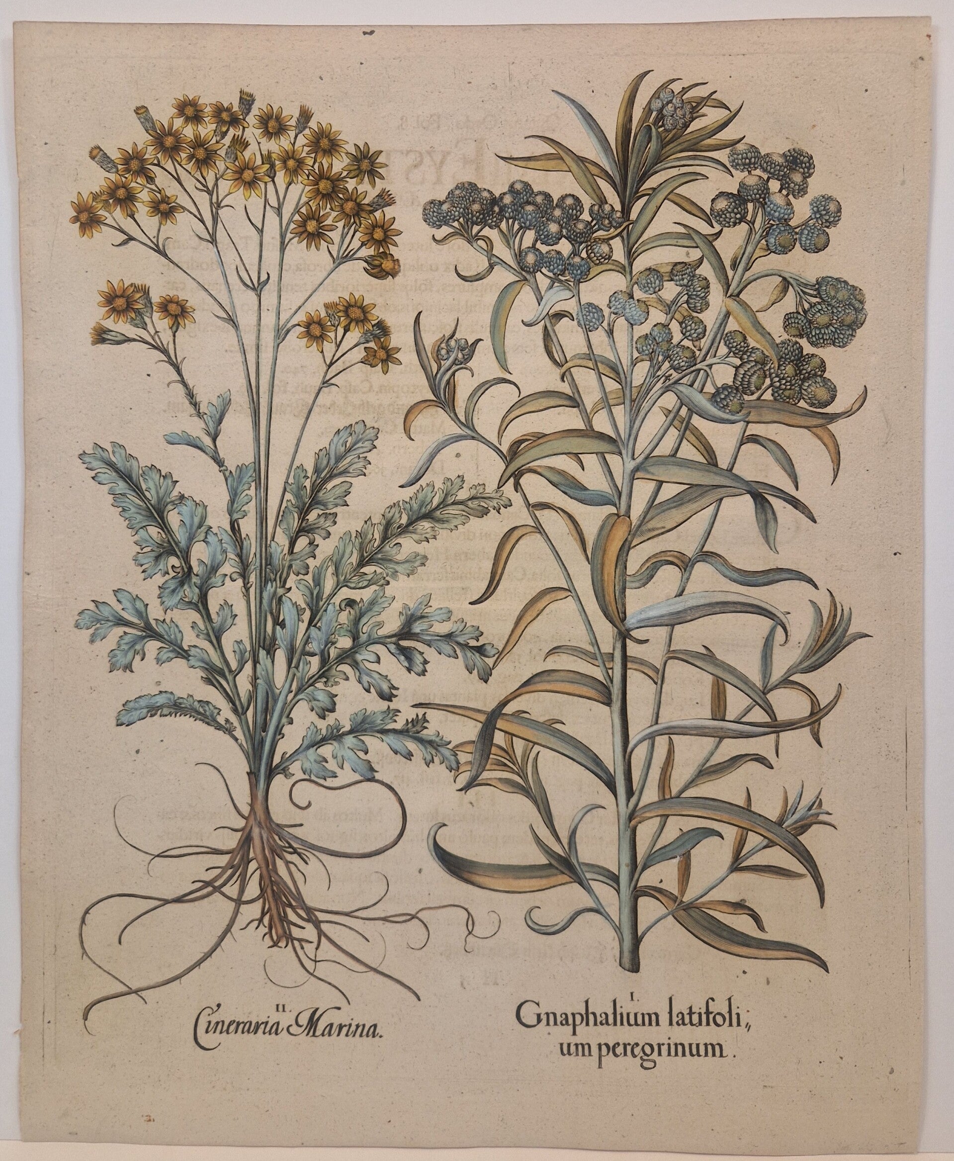 De Cineraria en de Papierbloem. Plaat 212 van Bessler's Hortus eystettensis. 1613