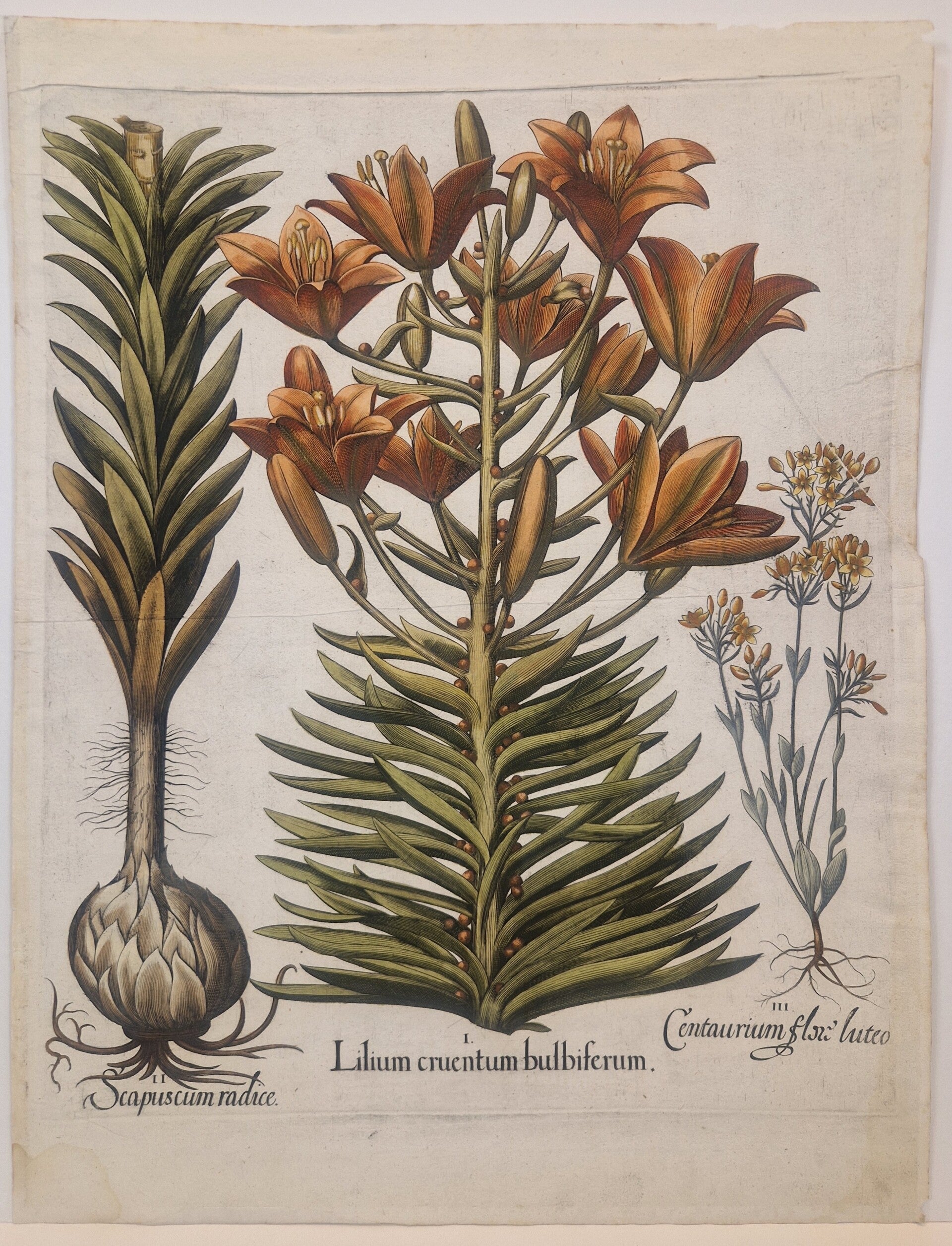 De laatbloeiende bittere Gentiaan. Plaat 86 van Bessler's Hortus eystettensis. 1613