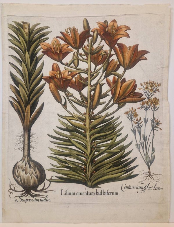 De laatbloeiende bittere Gentiaan. Plaat 86 van Bessler's Hortus eystettensis. 1613