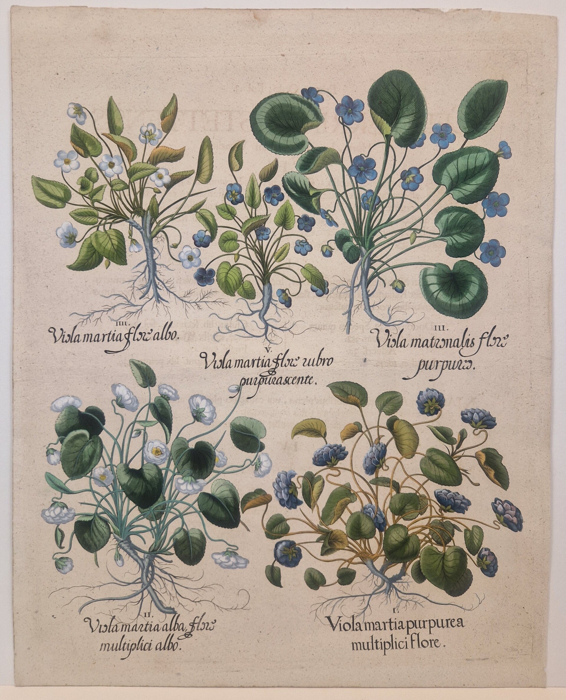 Maart of Zoet Viooltje. Plaat 18 van Bessler's Hortus eystettensis. 1613