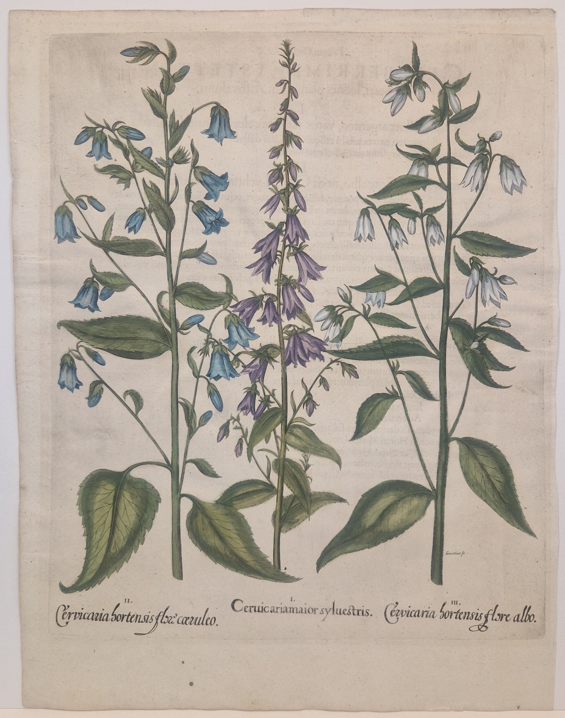 Veldklokje. Plaat 154 van Bessler's Hortus eystettensis. 1613