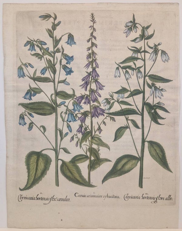 Veldklokje. Plaat 154 van Bessler's Hortus eystettensis. 1613