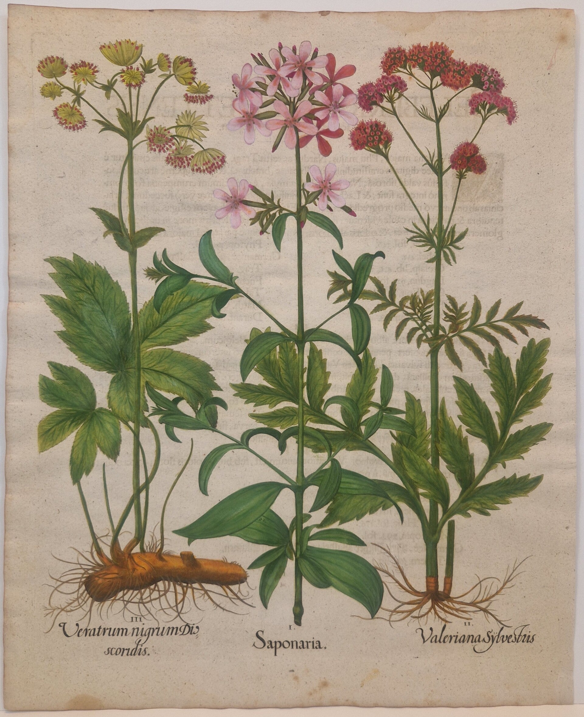 Zeepkruid, Valeriaan en de Grote Meesterwortel. Plaat 261 van Bessler's Hortus eystettensis. 1613