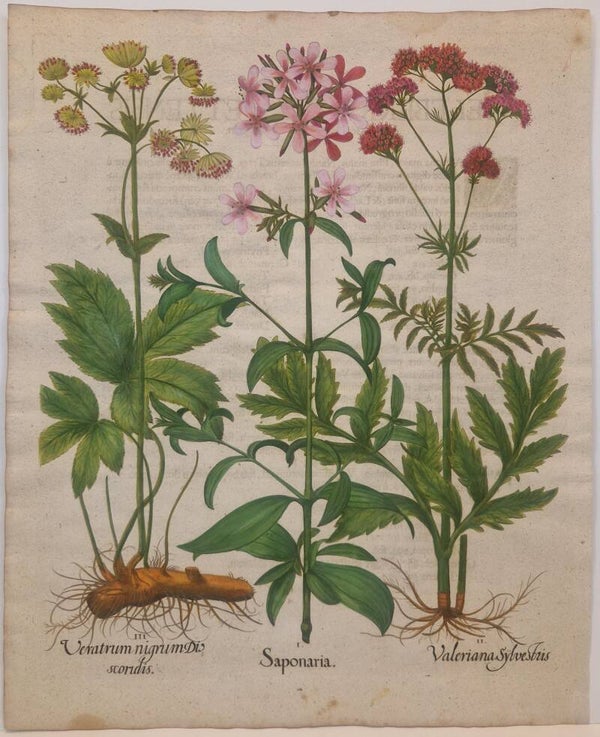 Zeepkruid, Valeriaan en de Grote Meesterwortel. Plaat 261 van Bessler's Hortus eystettensis. 1613