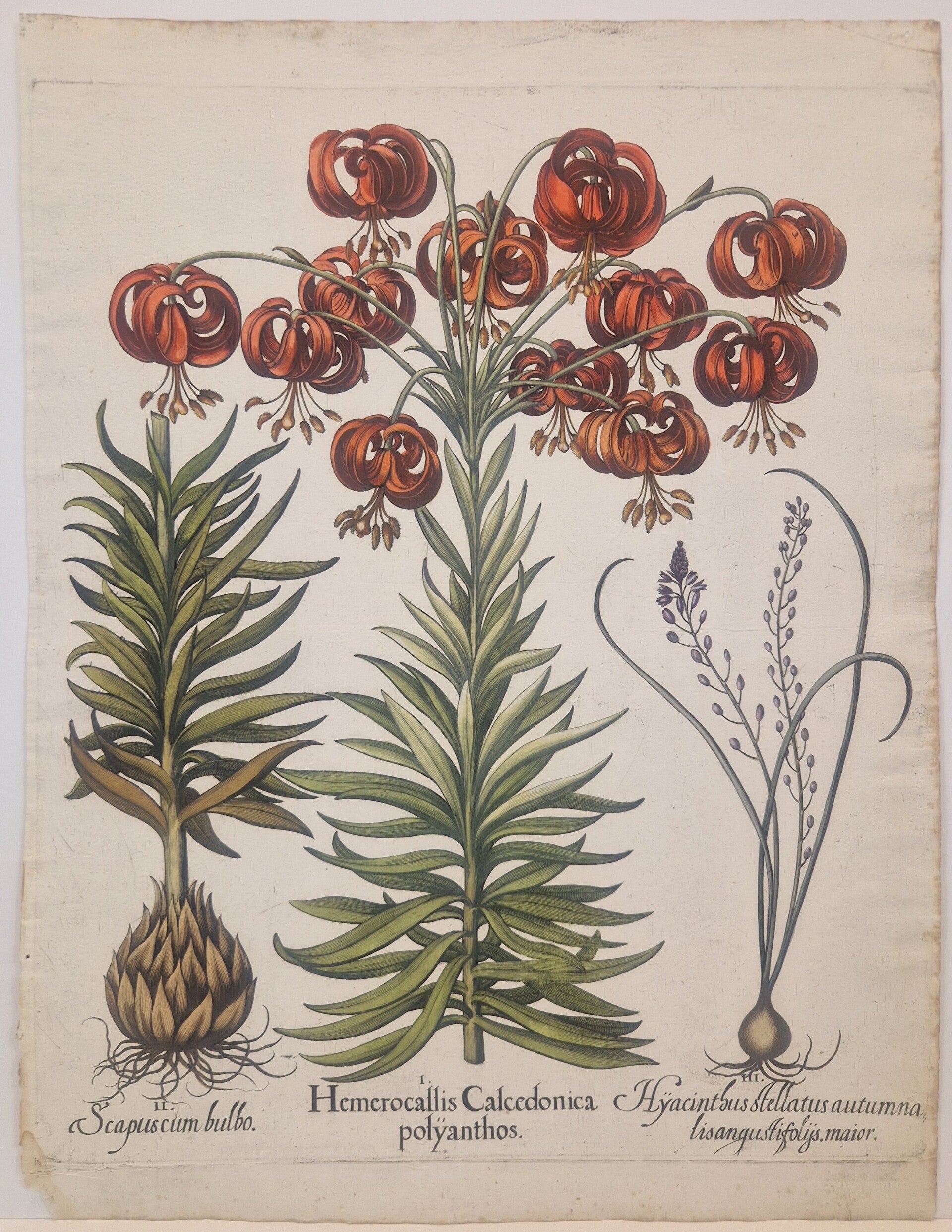 De scharlaken Lelie en de Herfstaquil.  Plaat 186  van Bessler's Hortus eystettensis. 1613