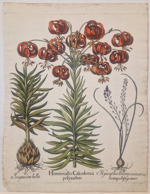 De scharlaken Lelie en de Herfstaquil.  Plaat 186  van Bessler's Hortus eystettensis. 1613