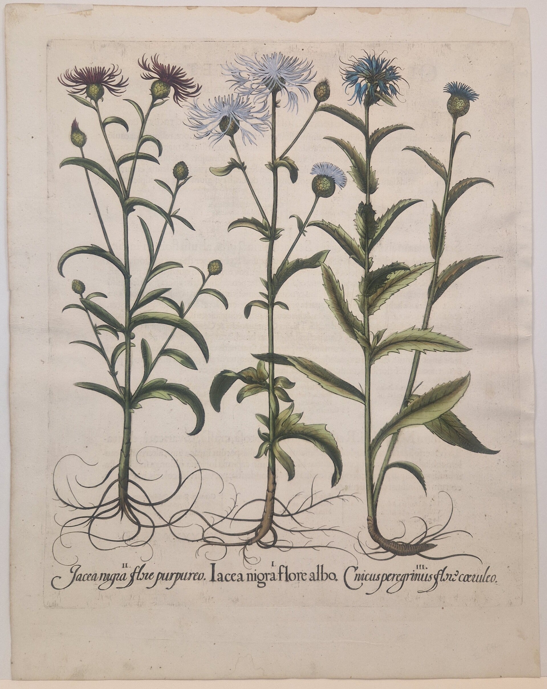 Weideknoopkruid. Plaat 278 van Bessler's Hortus eystettensis. 1613