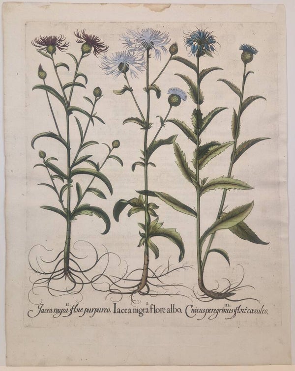 Weideknoopkruid. Plaat 278 van Bessler's Hortus eystettensis. 1613