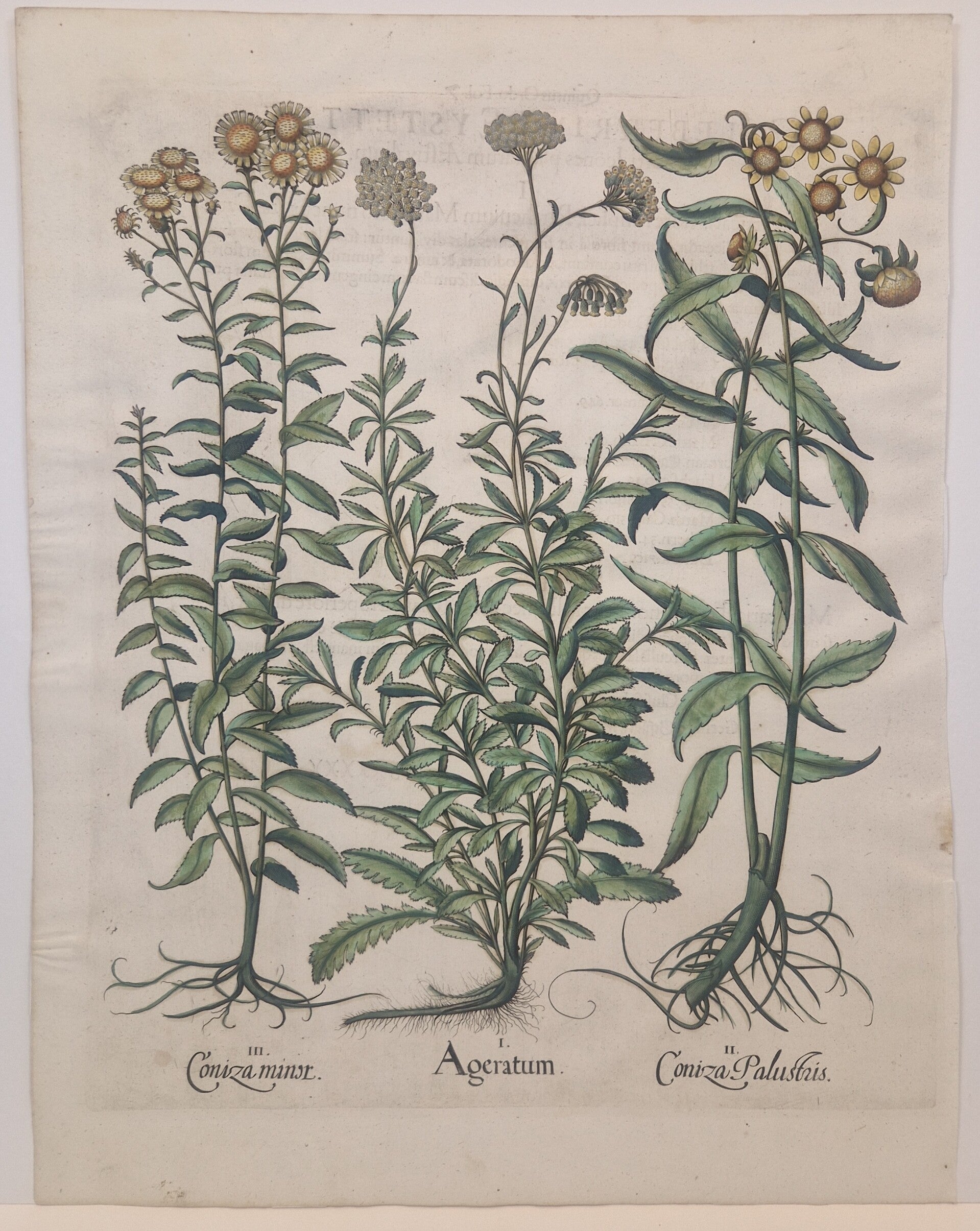 Ageratum. Plaat 211 van Bessler's Hortus eystettensis. 1613