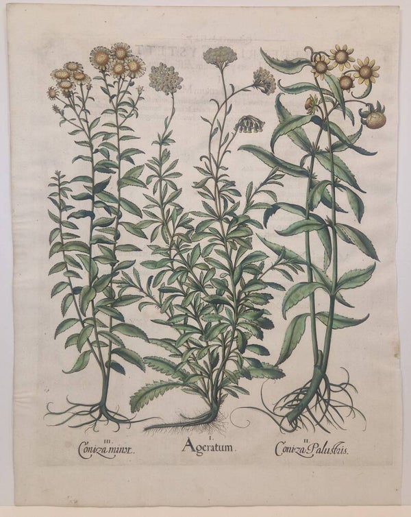 Ageratum. Plaat 211 van Bessler's Hortus eystettensis. 1613