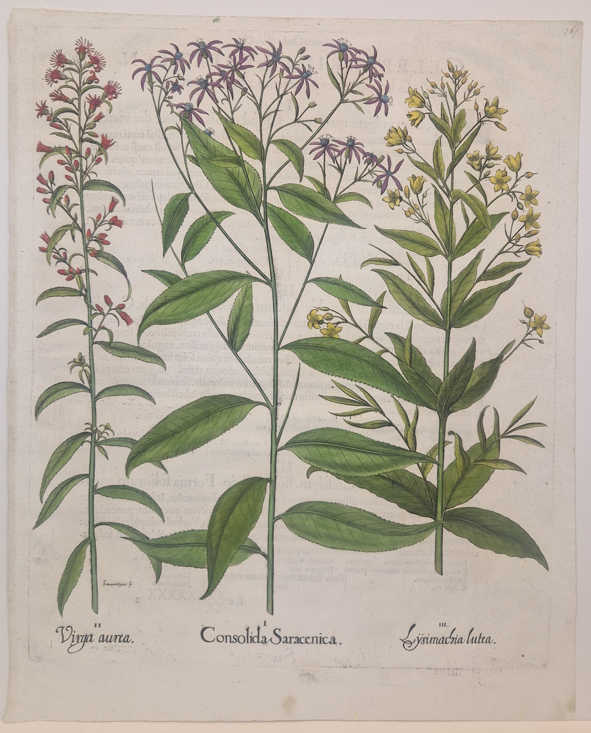 Rivierkruiskruid, Guldenroede en de gewone Wederik. Plaat 267 van Bessler's Hortus eystettensis. 1613