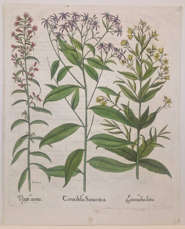 Rivierkruiskruid, Guldenroede en de gewone Wederik. Plaat 267 van Bessler's Hortus eystettensis. 1613