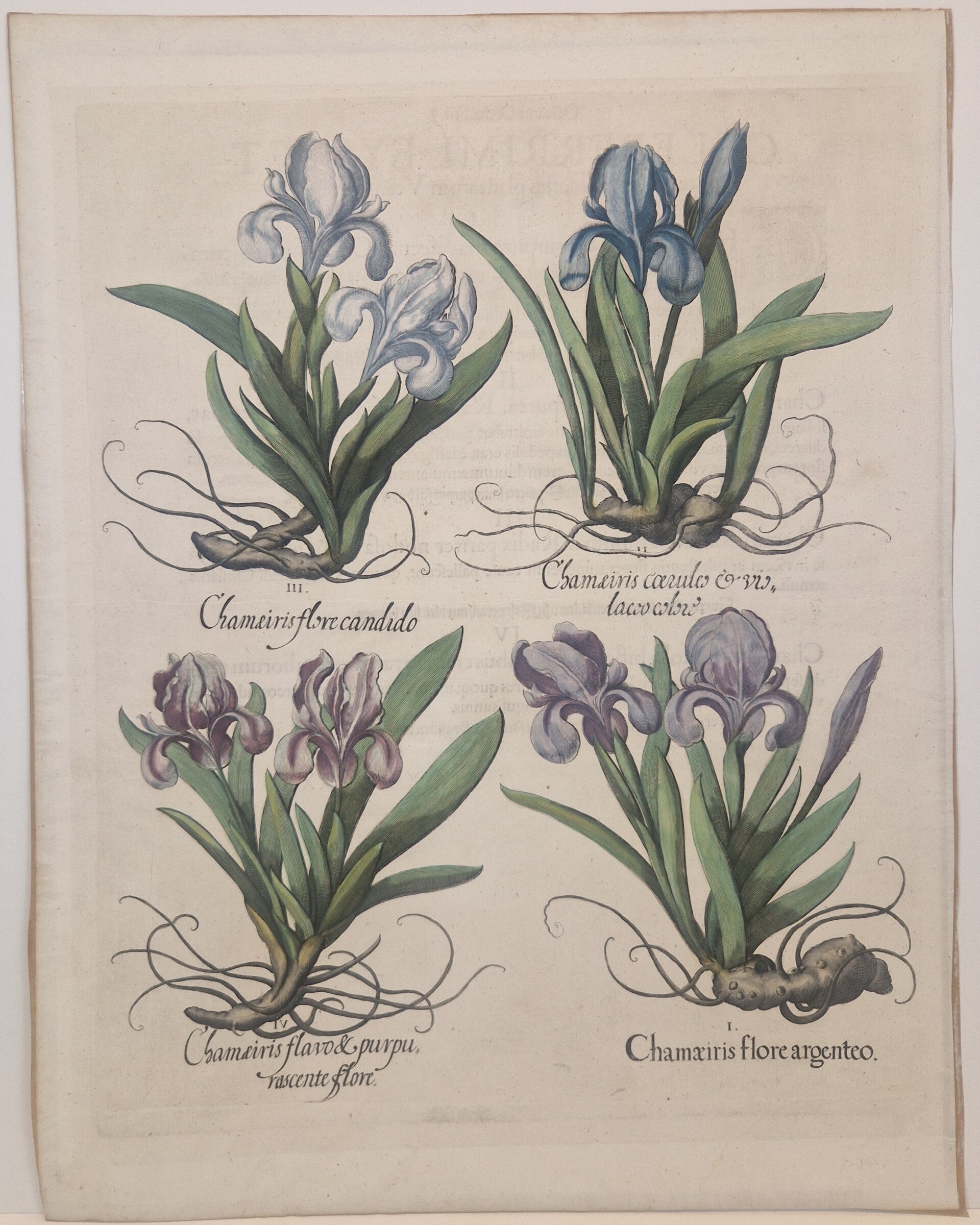 Diverse Irissen. Plaat 118 van Bessler's Hortus eystettensis. 1613