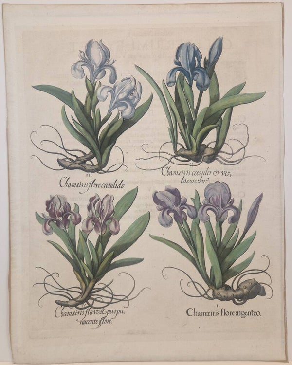 Diverse Irissen. Plaat 118 van Bessler's Hortus eystettensis. 1613