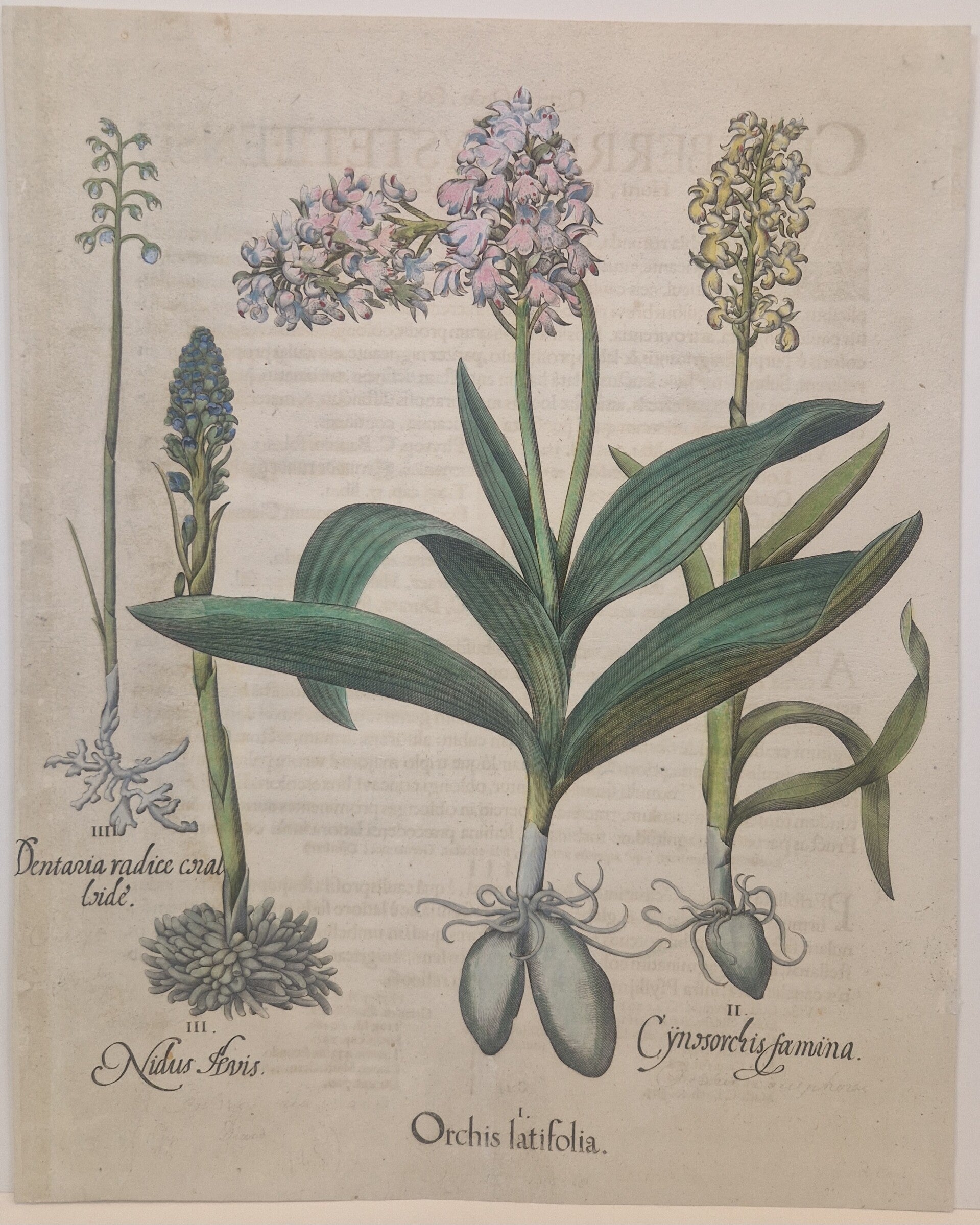 Diverse Orchidëen. Plaat 195 van Bessler's Hortus eystettensis. 1613