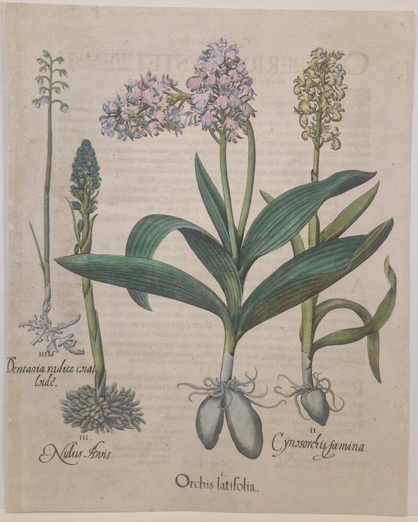 Diverse Orchidëen. Plaat 195 van Bessler's Hortus eystettensis. 1613