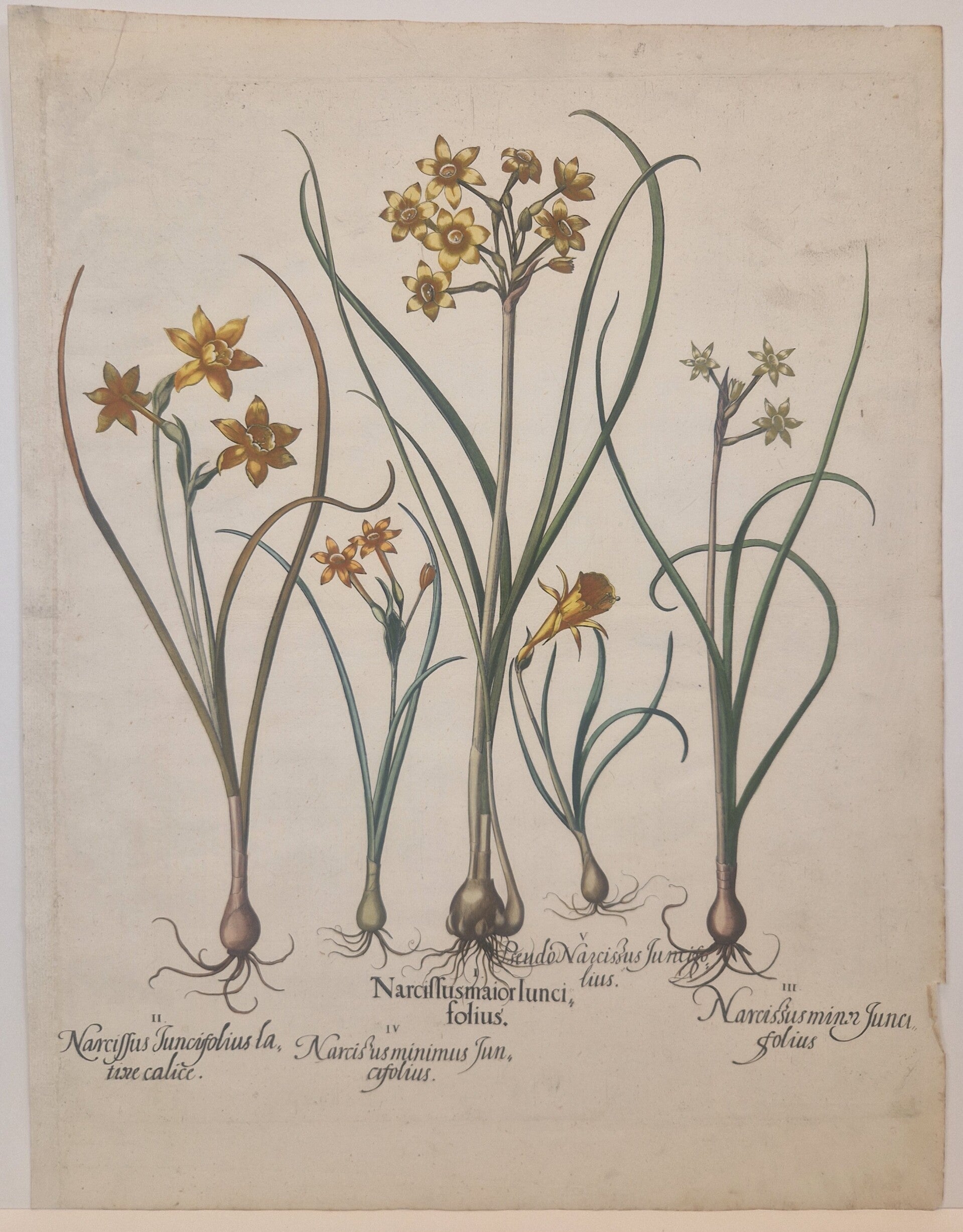 Diverse Narcissen. Plaat 53 van Bessler's Hortus eystettensis. 1613