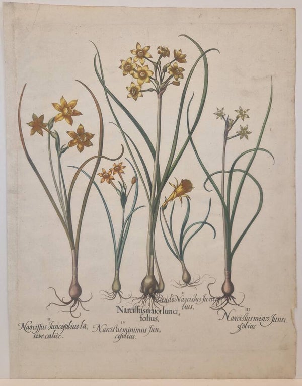 Diverse Narcissen. Plaat 53 van Bessler's Hortus eystettensis. 1613