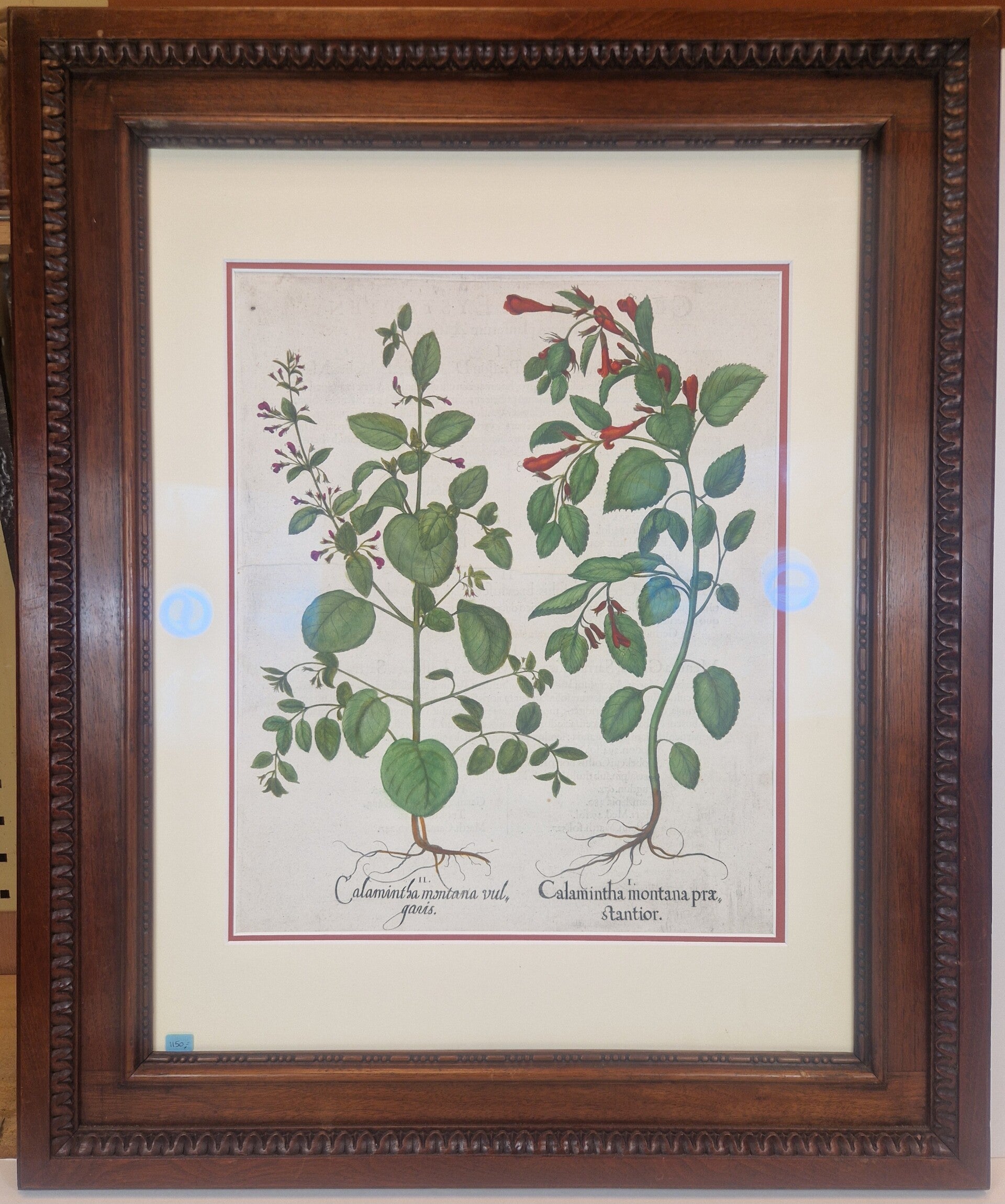 Bergmunt en de grootbloemige Calamint. Plaat 232 van Bessler's Hortus eystettensis. 1613