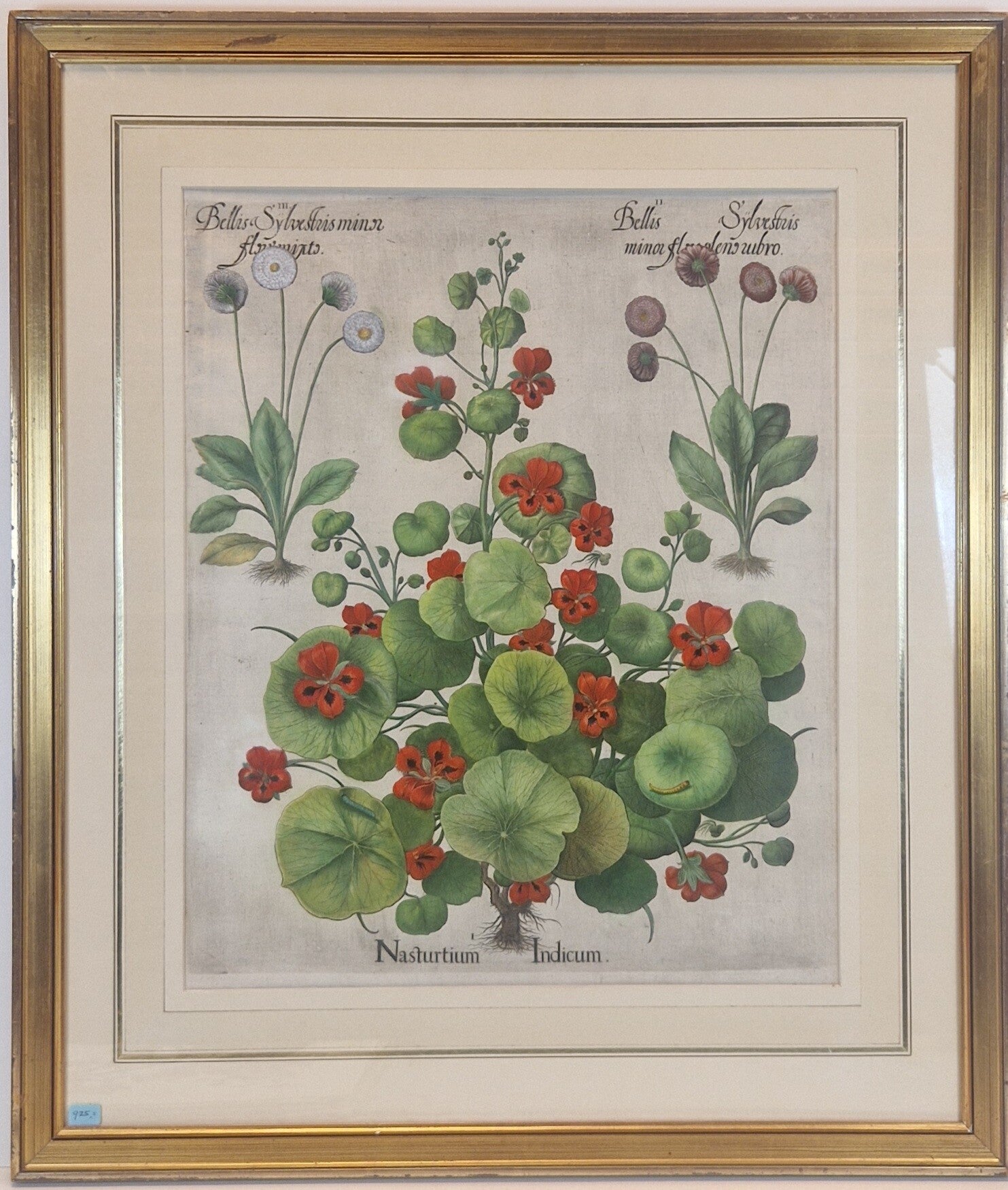 De Kleine Oost-indische Kers. Plaat 294 van Bessler's Hortus eystettensis. 1613