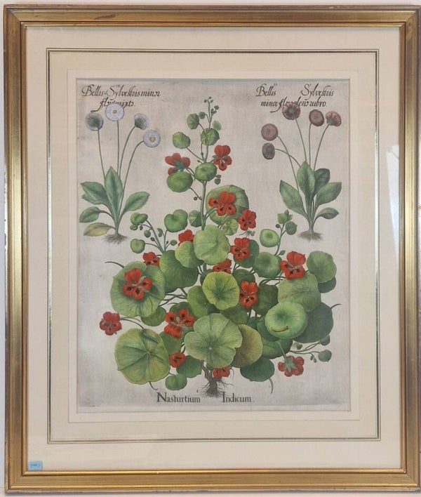 De Kleine Oost-indische Kers. Plaat 294 van Bessler's Hortus eystettensis. 1613