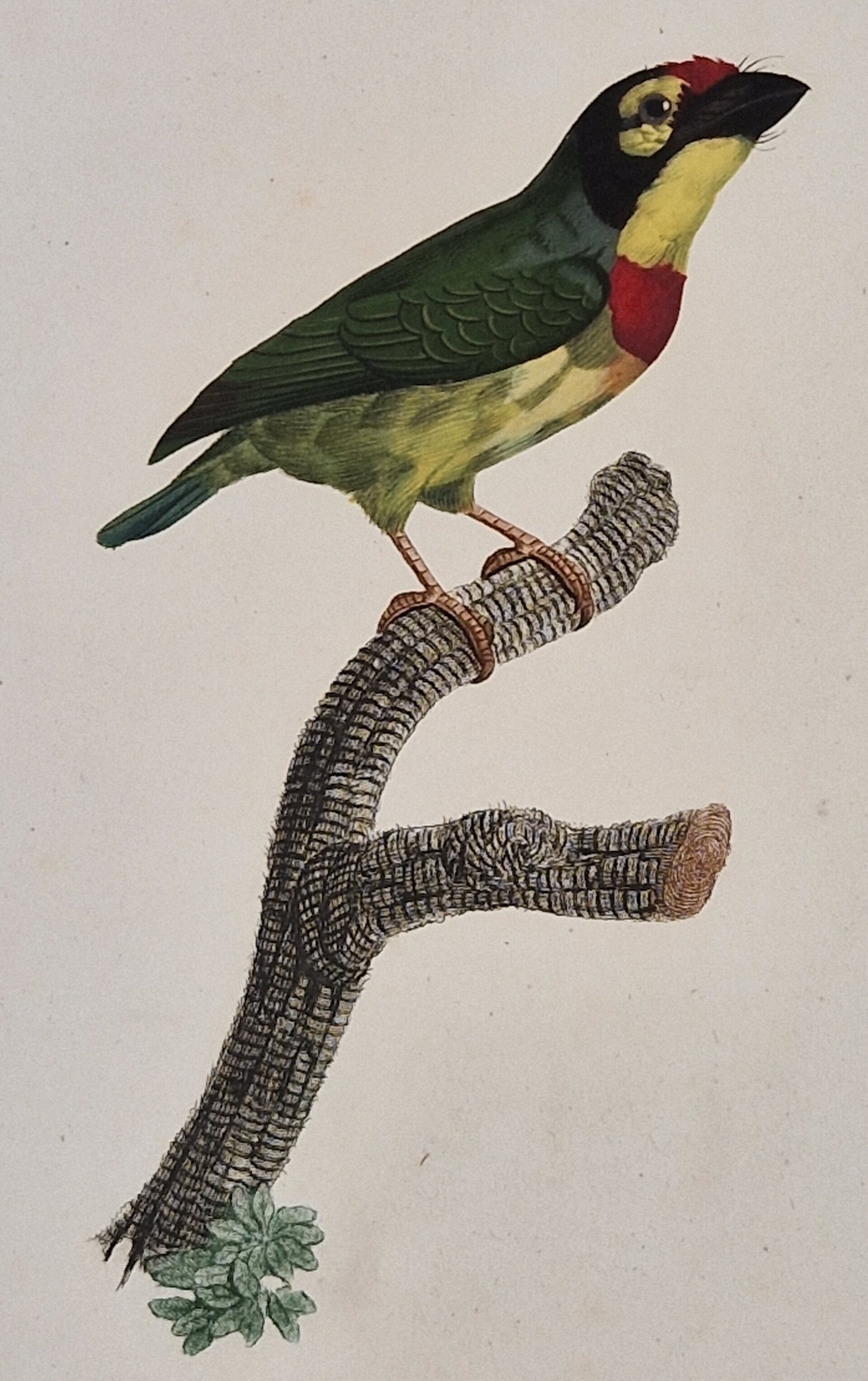 Le Barbu à plastron rouge no 36. Barraband 1806.