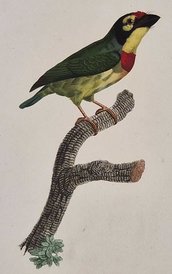 Le Barbu à plastron rouge no 36. Barraband 1806.