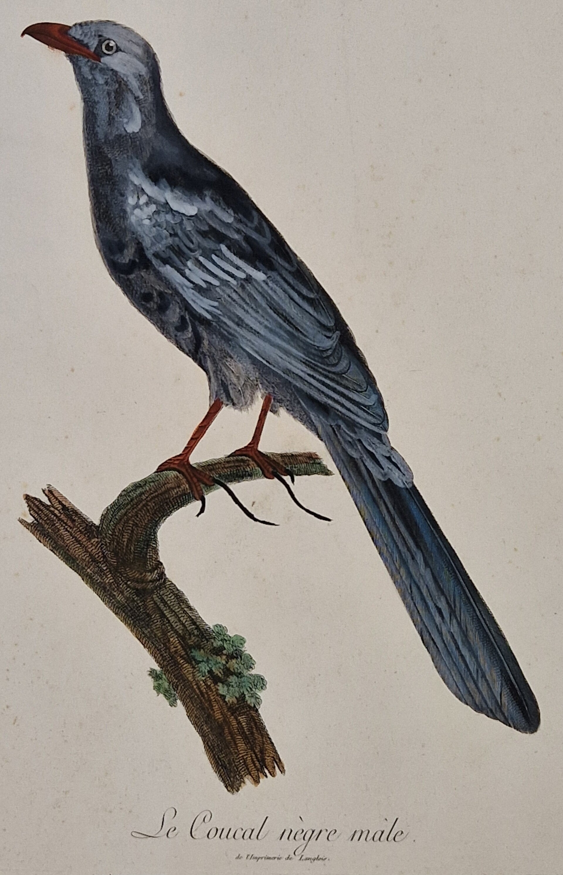 Le Coucal nègre male. J.Barraband 1806.