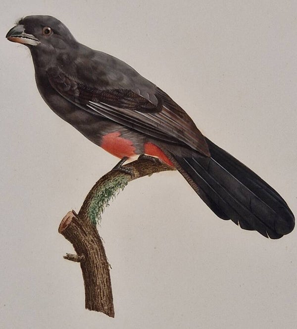 Le Couroucou à ventre rose dans son premier âge. J.Barraband 1806.