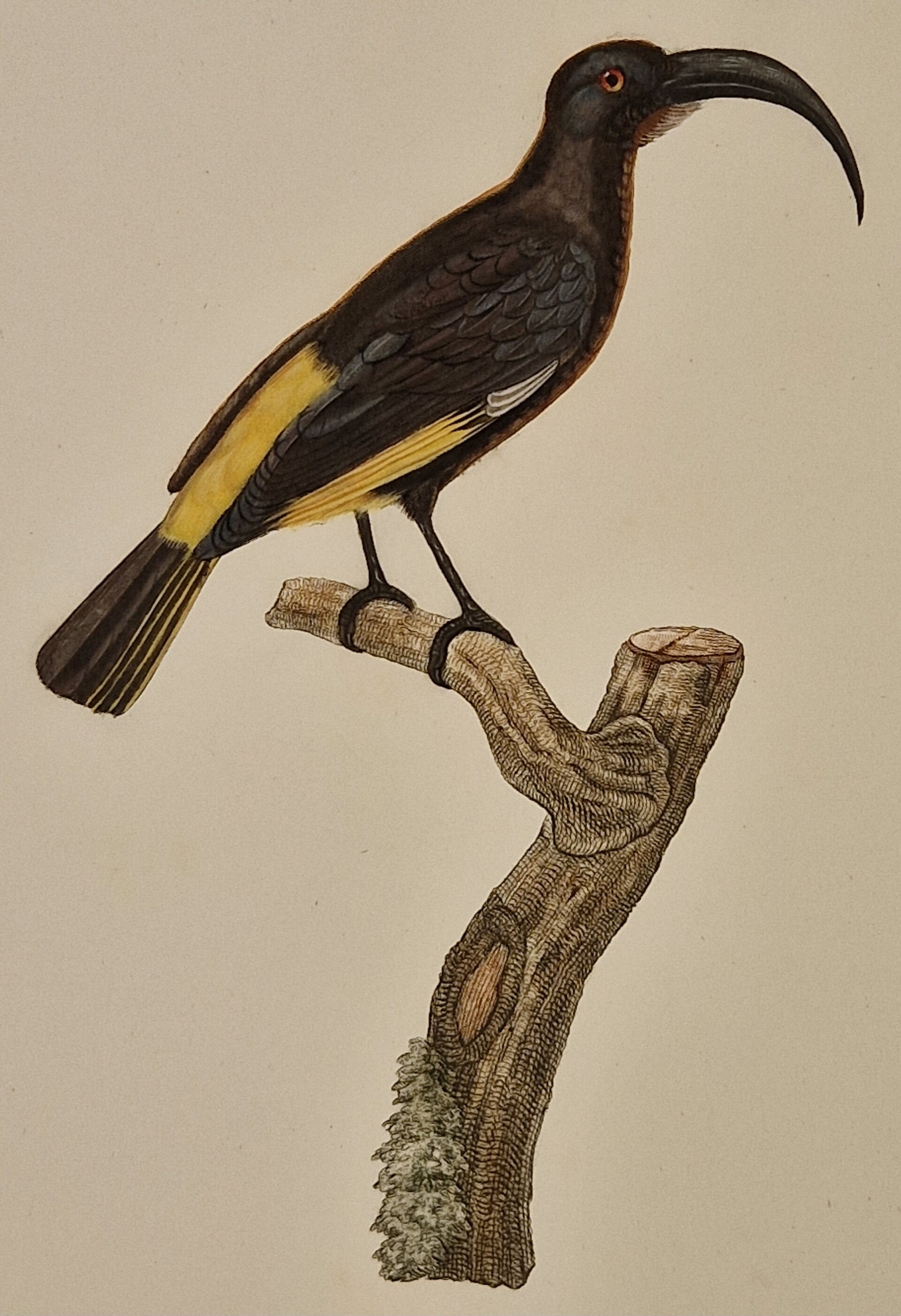 Le Mérops Jaunoir. J.Barraband 1806.