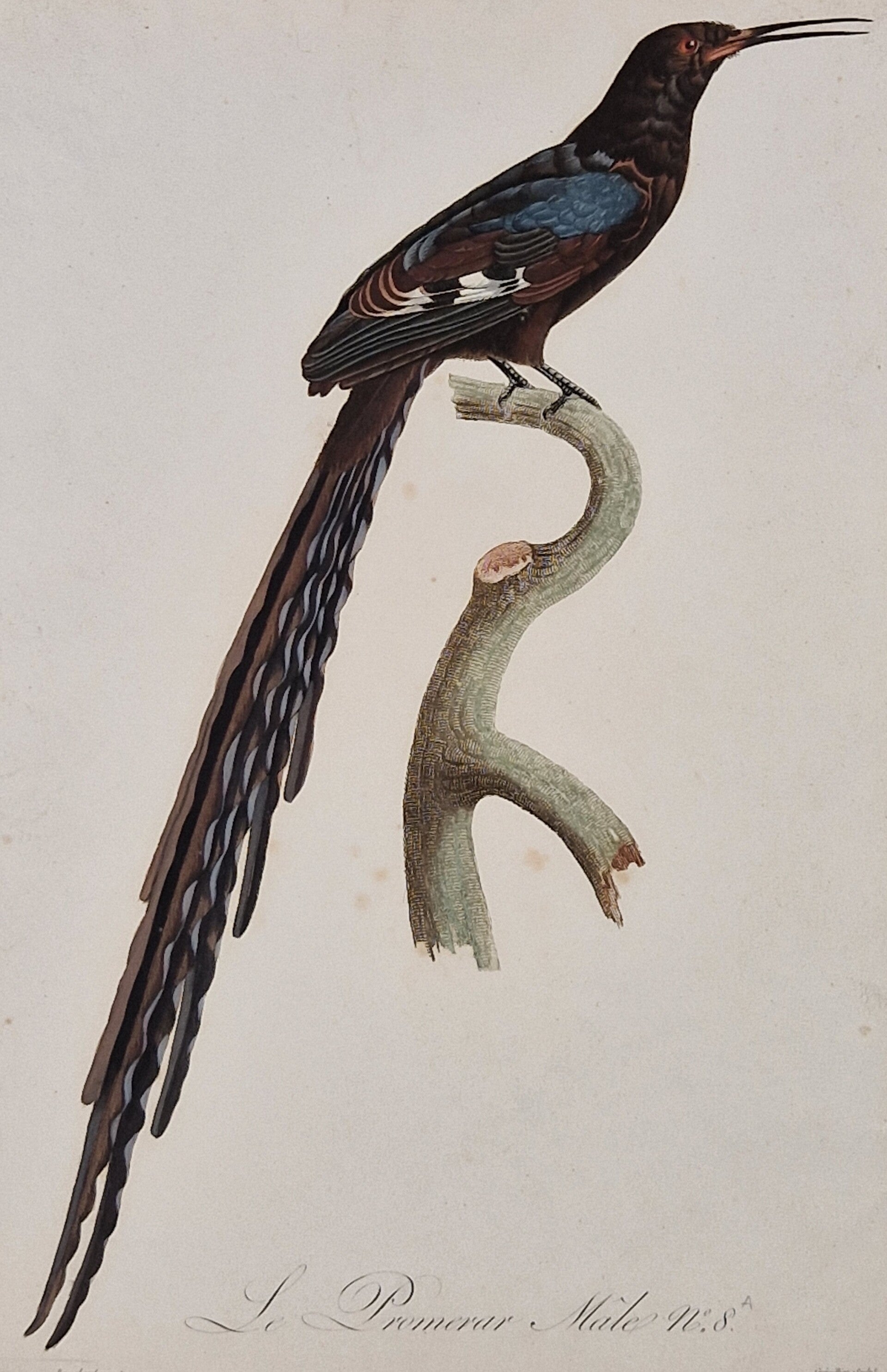 Le Promerar mâle. J.Barraband 1806.