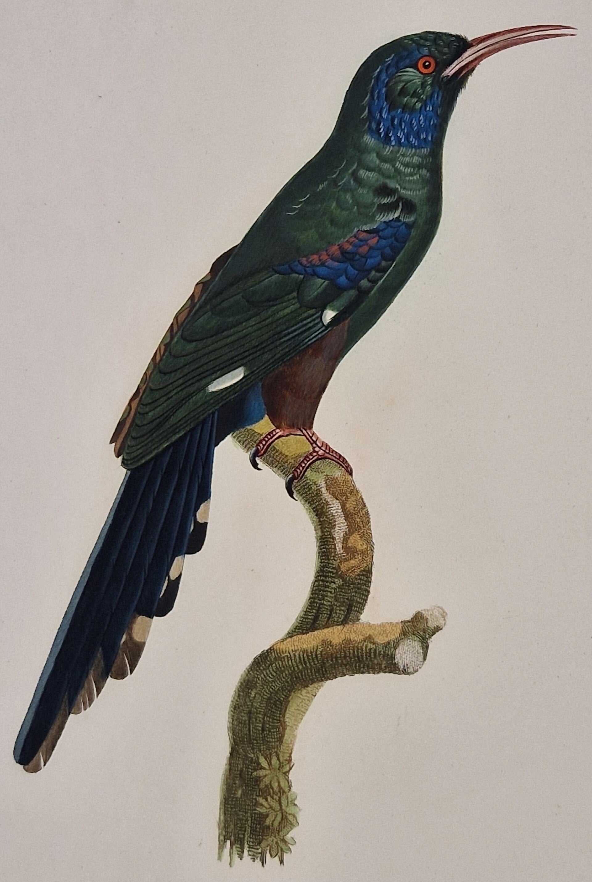 Le promérops moqueur femelle. J.Barraband 1806.