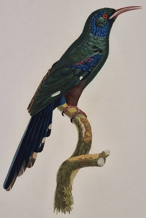 Le promérops moqueur femelle. J.Barraband 1806.