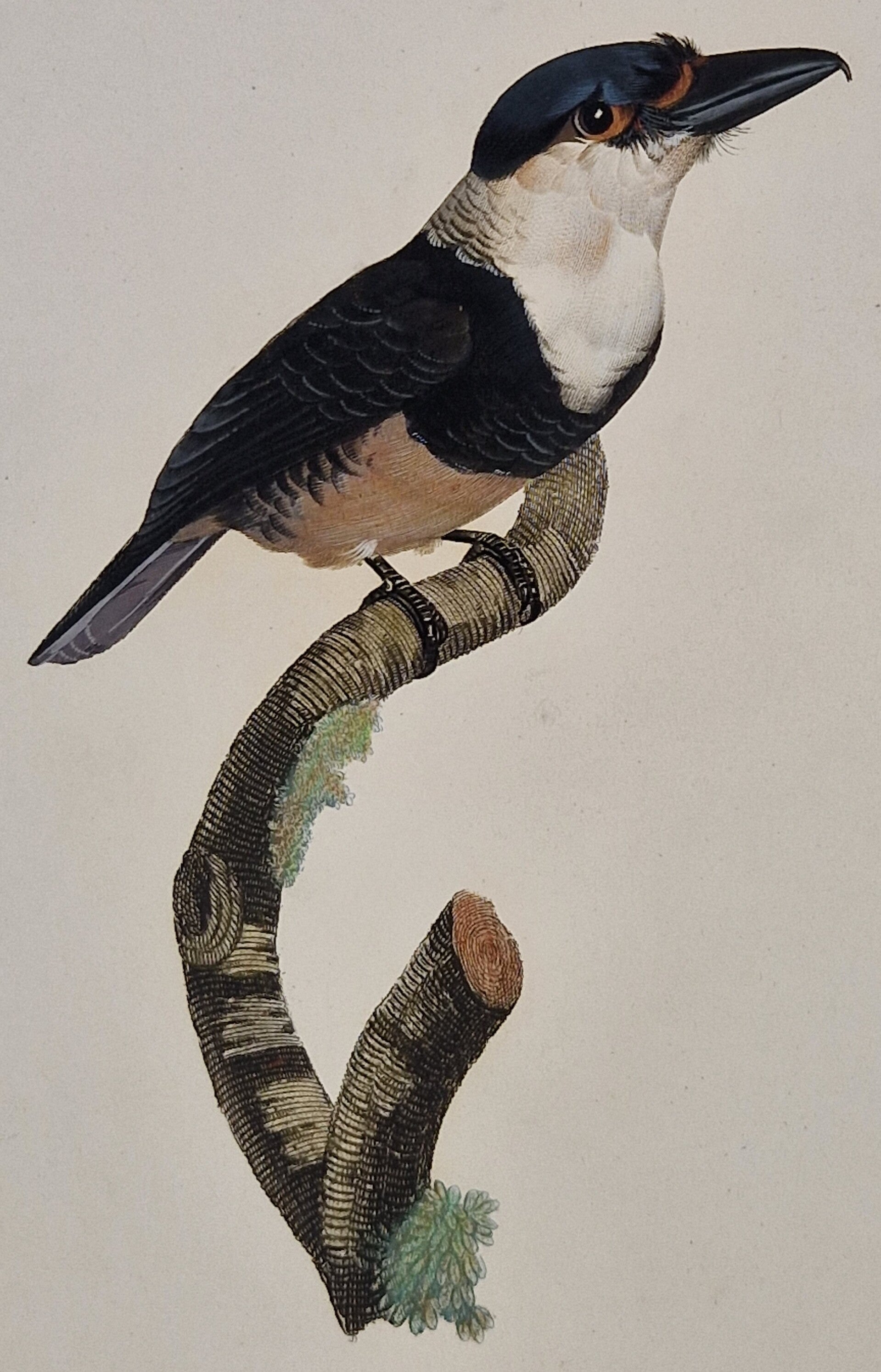 Le Tamatia a plastron noir. J.Barraband 1806.