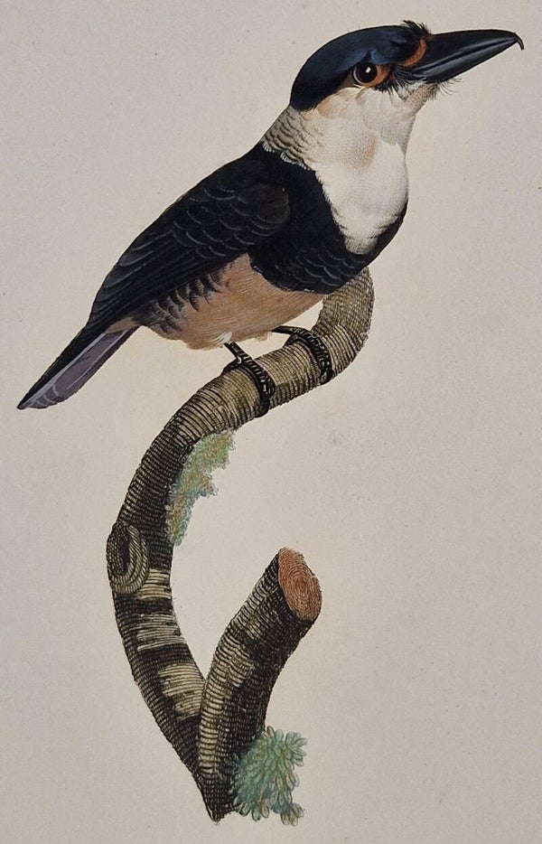 Le Tamatia a plastron noir. J.Barraband 1806.