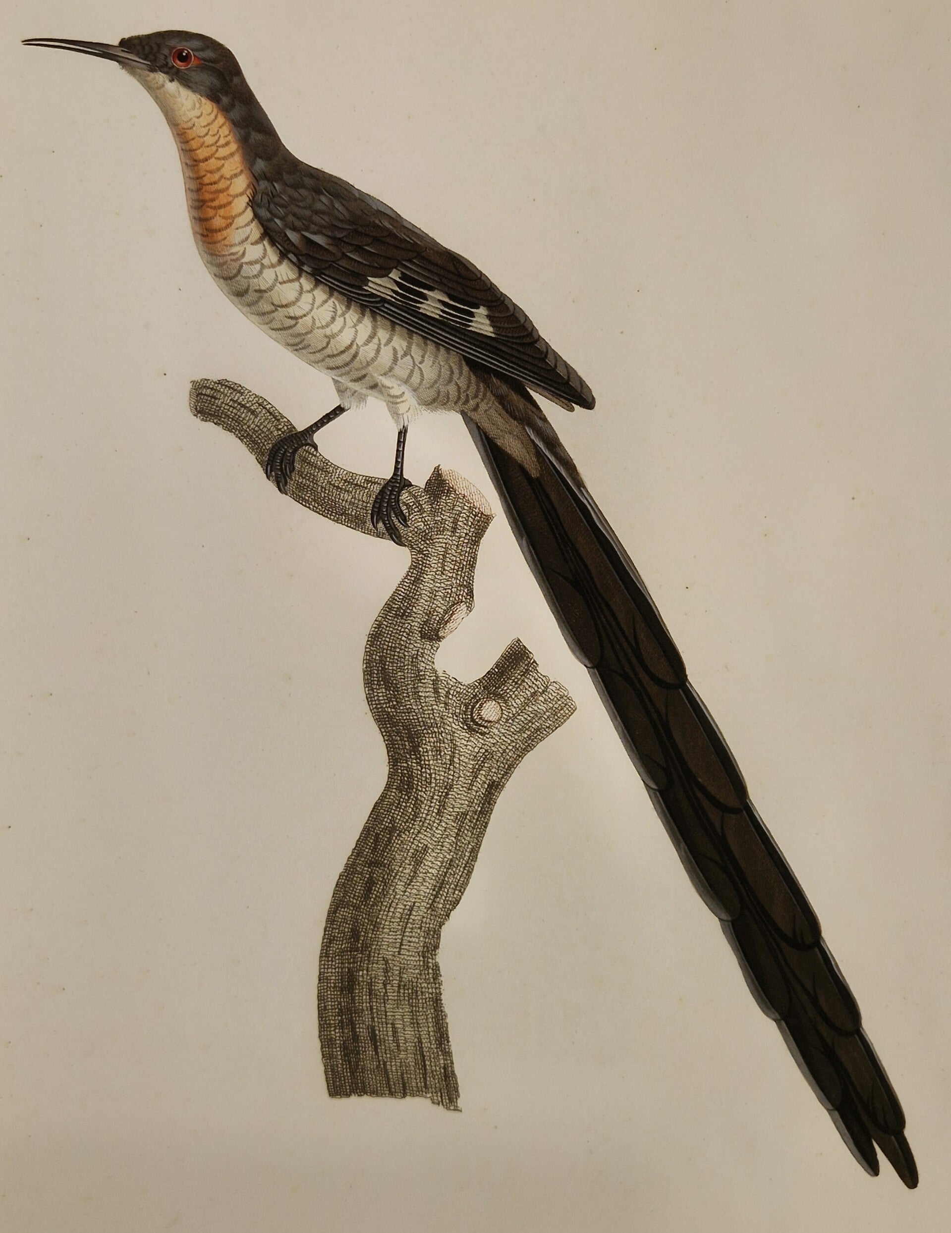 Le promérops Promérar femelle. J.Barraband 1806.