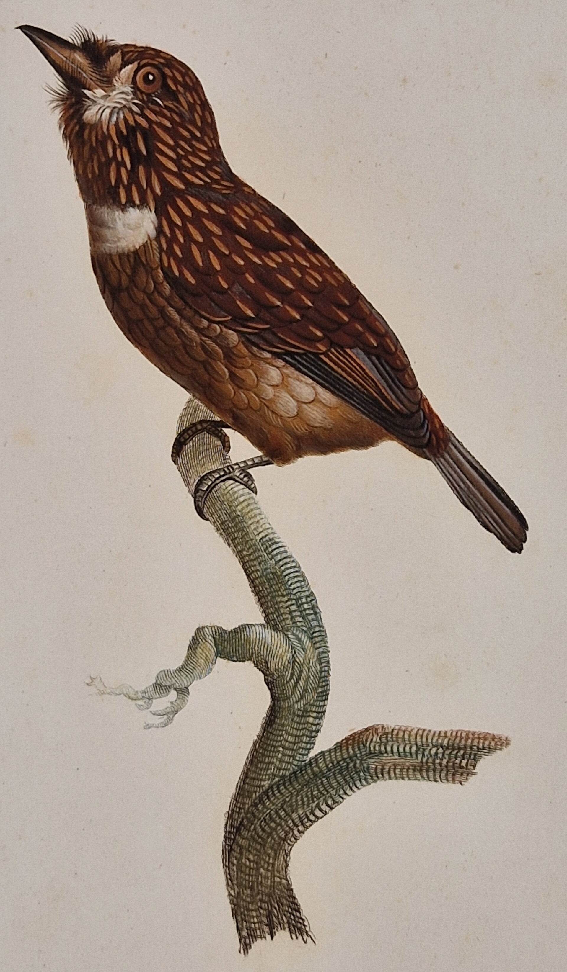 Le tamatia brun. J.Barraband 1806