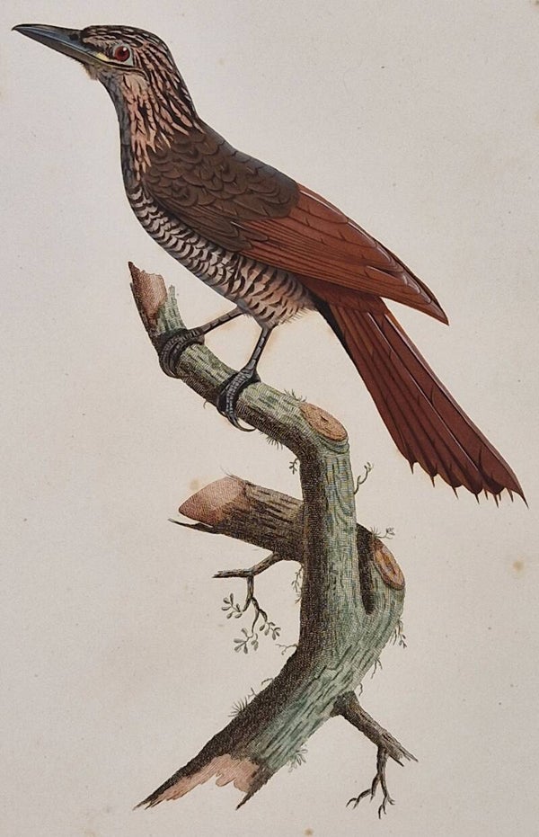 Le Grimpar Piculule. J.Barraband 1806.