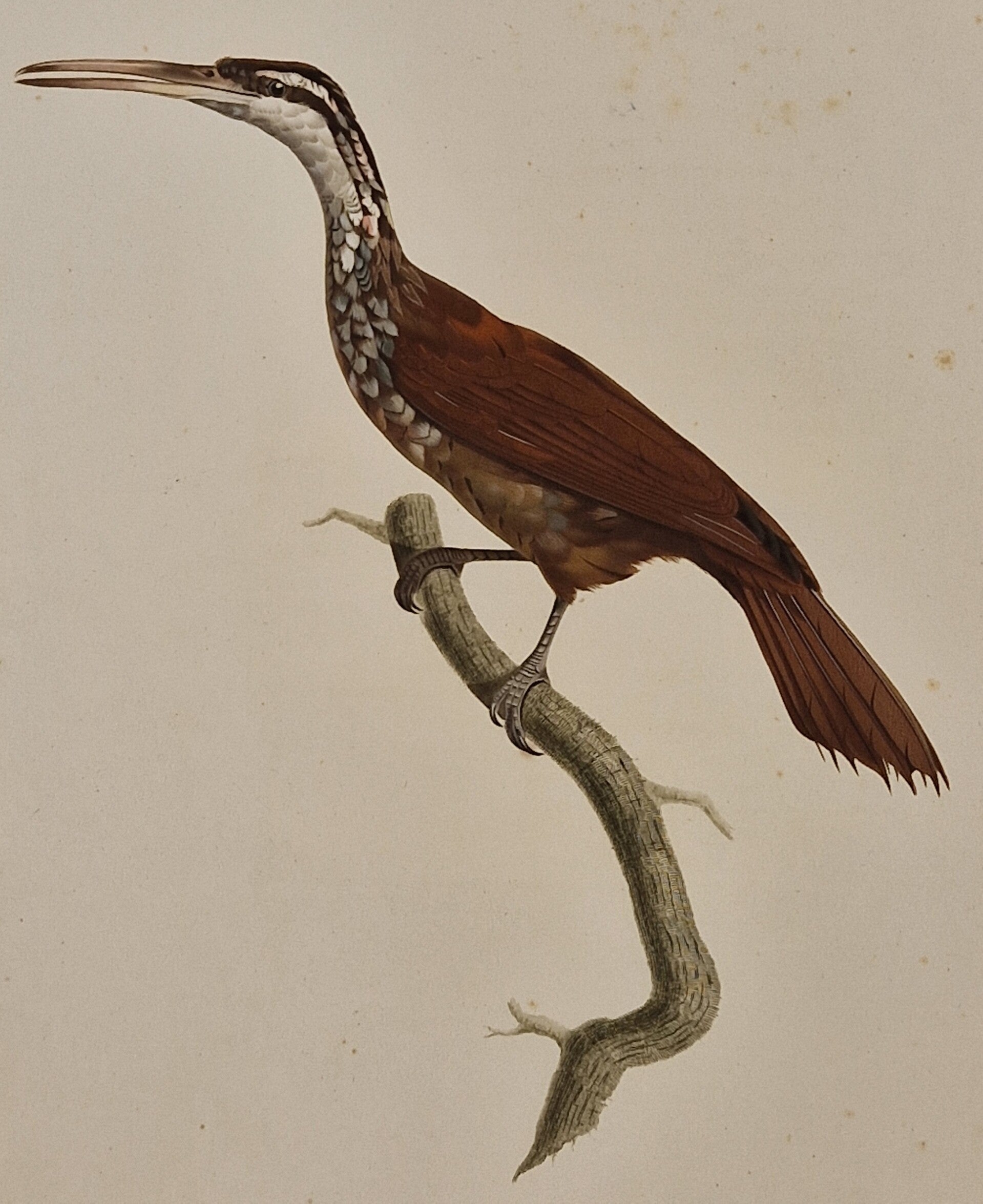Le Grimpar Nasican mâle. J. Barraband 1806