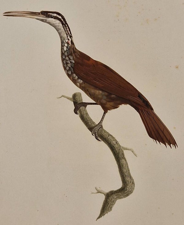 Le Grimpar Nasican mâle. J. Barraband 1806