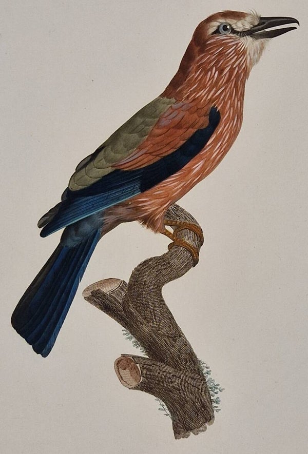 Le Rollier varié d'Afriqu, jeune age. J.Barraband 1806.