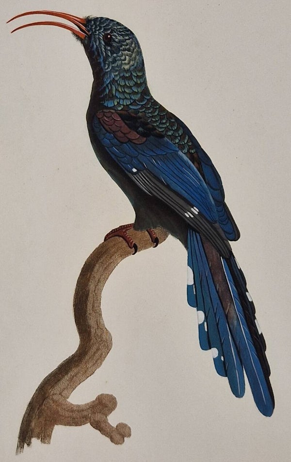 Le Promerops moquer mâle. J.Barraband 1806.