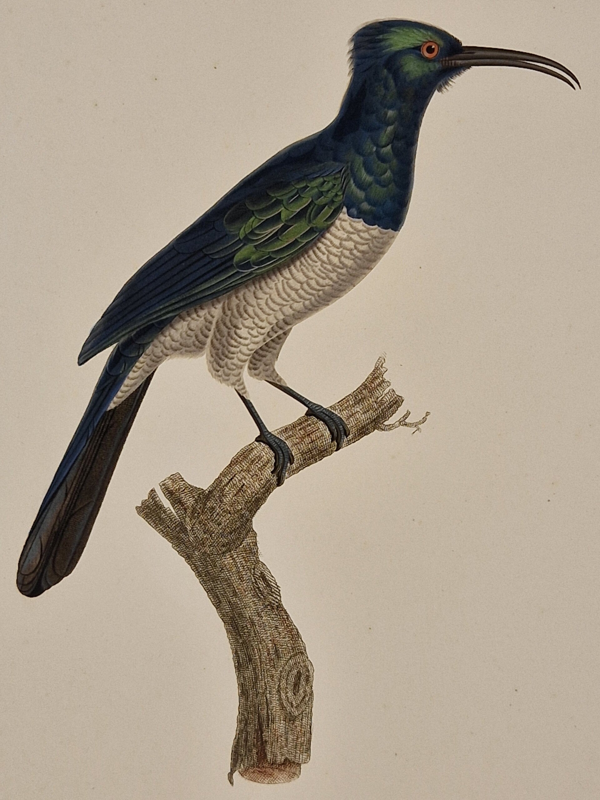 Le promérops Promerup femelle. J.Barraband 1806.
