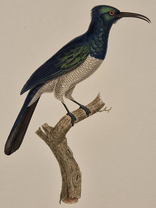 Le promérops Promerup femelle. J.Barraband 1806.