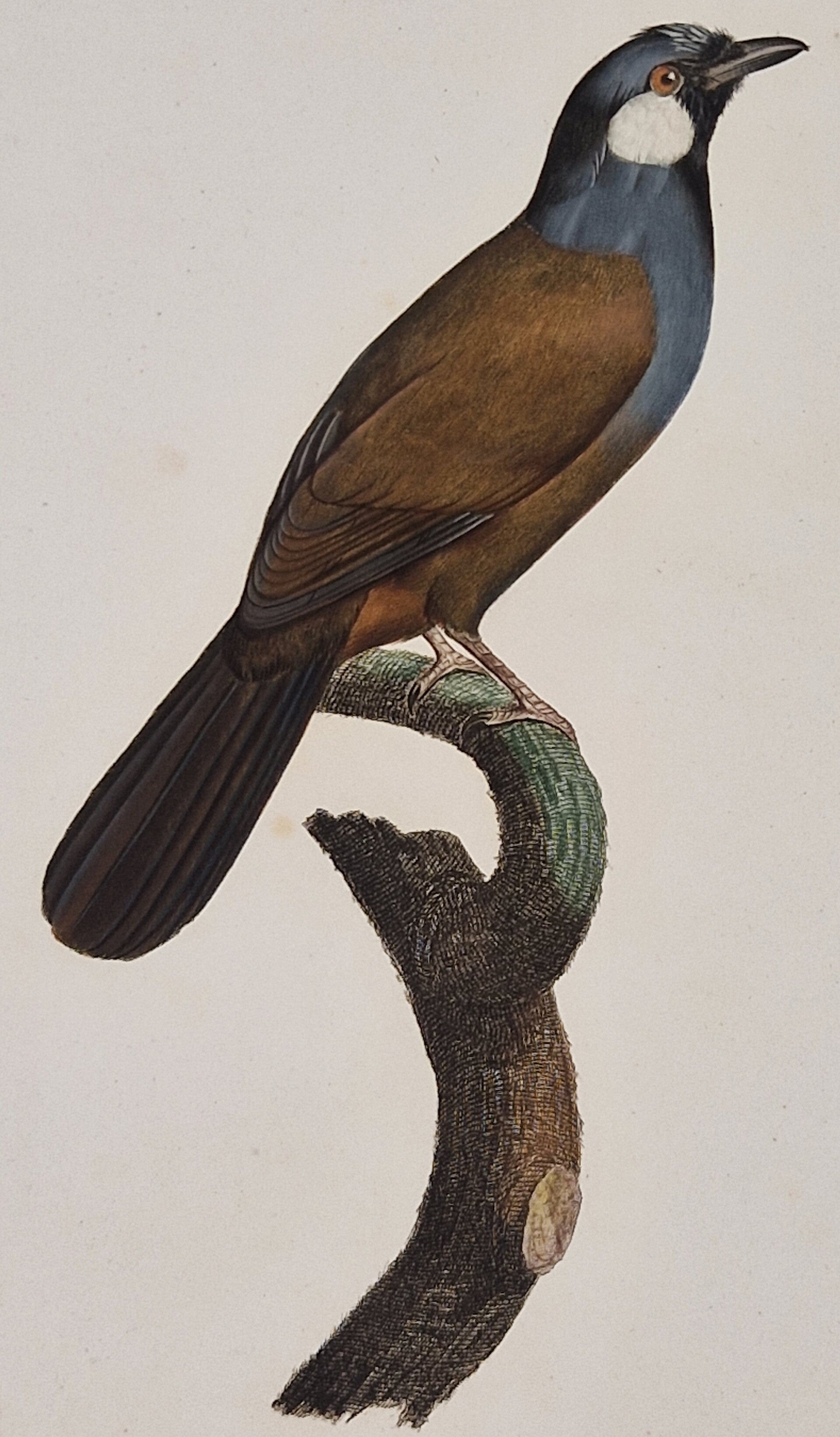 Le Geai à joues blanches. J. Barraband 1806.